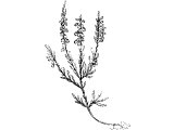 Common Heath (Erica vulgaris) - in Jer.17.6, 48.6 in some translations.